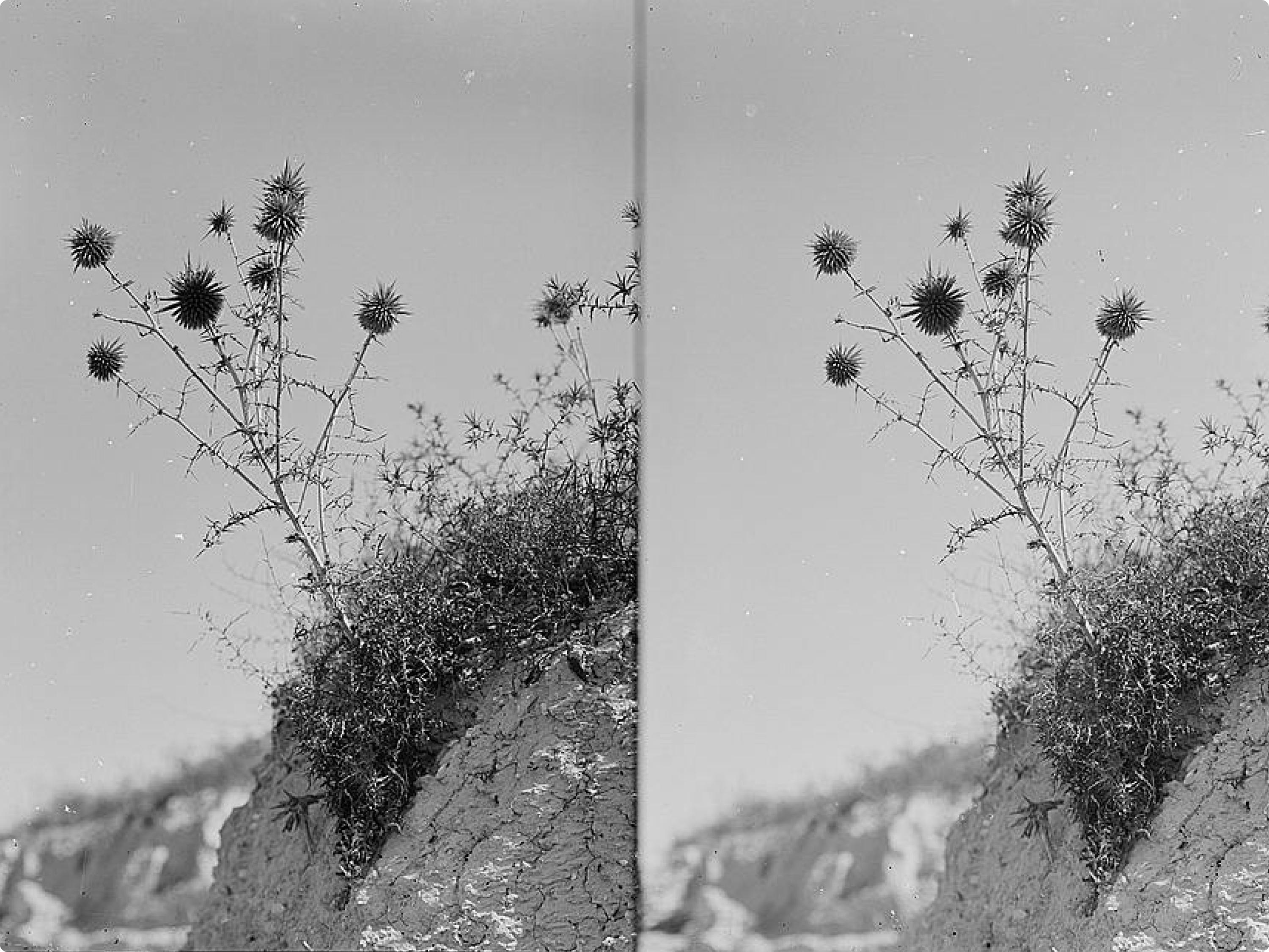 A globe-thistle (Echinops viscosus) plant, photographed by the American Colony in Palestine, circa 1900-1920.