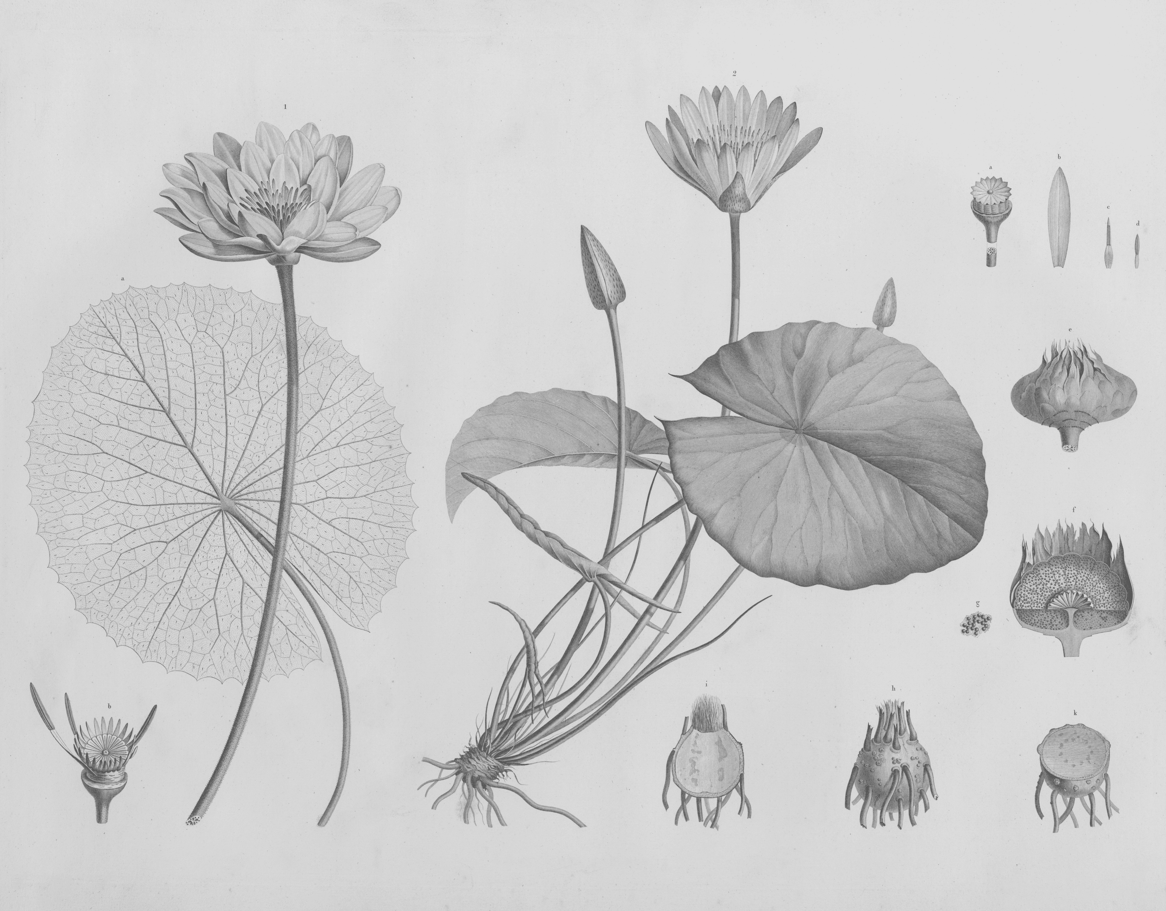 19th-century botanical engraving of two Egyptian water lilies, Nymphaea Lotus and Nymphaea Caerulea, with flowers, leaves, roots, and detailed seed and flower-part studies, from Description de l'Egypte (1809).