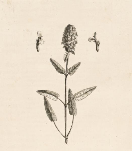 A botanical illustration of Betonica orientalis, engraving from Tournefort's Corollarium Institutionum Rei Herbariae (1717).