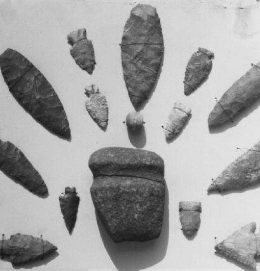 Dried medicinal roots and pieces of bark arranged in a fanned pattern on a plain surface.