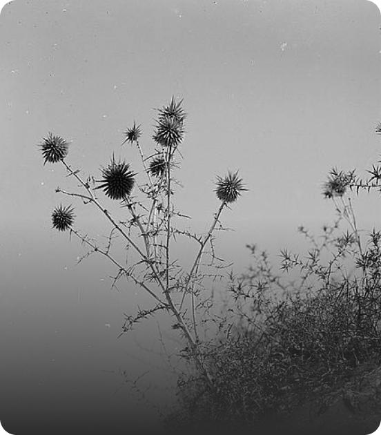 Tall dried wildflower stems photographed against a pale sky in black and white.
