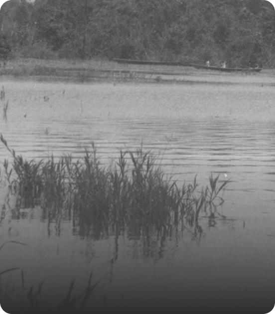 An open field of tall grass with distant trees along the horizon, photographed in black and white.